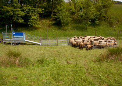 Klauenpflege